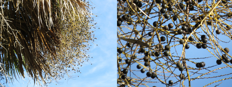 [Two photos spliced together. The left image is a view of the leaf fronts and the dangling berry masses. The image on the right is a close view of the berry masses. The berries are firm, round and a bluish color. ]